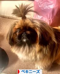 にほんブログ村 犬ブログ ペキニーズへ