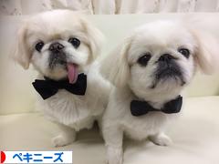 にほんブログ村 犬ブログ ペキニーズへ