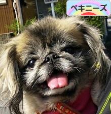 にほんブログ村 犬ブログ ペキニーズへ