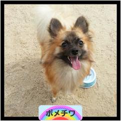 にほんブログ村 犬ブログ ポメチワへ
