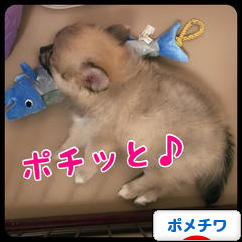 にほんブログ村 犬ブログ ポメチワへ