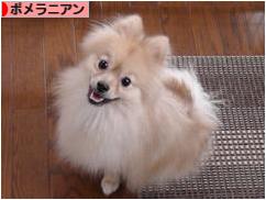 にほんブログ村 犬ブログ ポメラニアンへ
