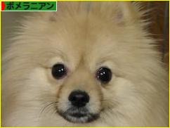 にほんブログ村 犬ブログ ポメラニアンへ