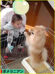 にほんブログ村 犬ブログ ポメラニアンへ