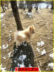 にほんブログ村 犬ブログ ポメラニアンへ