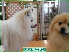 にほんブログ村 犬ブログ ポメラニアンへ