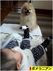 にほんブログ村 犬ブログ ポメラニアンへ