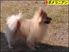 にほんブログ村 犬ブログ ポメラニアンへ