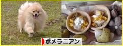 にほんブログ村 犬ブログ ポメラニアンへ