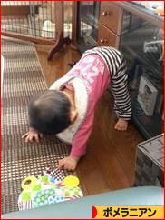 にほんブログ村 犬ブログ ポメラニアンへ