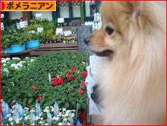 にほんブログ村 犬ブログ ポメラニアンへ