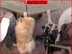 にほんブログ村 犬ブログ ポメラニアンへ