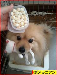 にほんブログ村 犬ブログ ポメラニアンへ