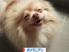 にほんブログ村 犬ブログ ポメラニアンへ