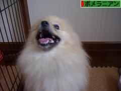 にほんブログ村 犬ブログ ポメラニアンへ