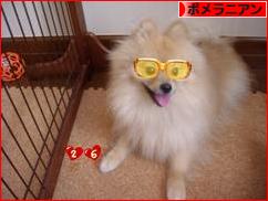 にほんブログ村 犬ブログ ポメラニアンへ
