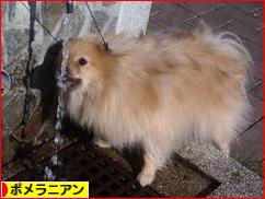 にほんブログ村 犬ブログ ポメラニアンへ