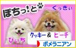にほんブログ村 犬ブログ ポメラニアンへ
