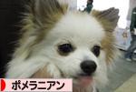 にほんブログ村 犬ブログ ポメラニアンへ