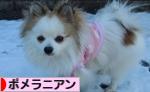 にほんブログ村 犬ブログ ポメラニアンへ