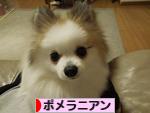 にほんブログ村 犬ブログ ポメラニアンへ