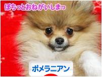 にほんブログ村 犬ブログ ポメラニアンへ