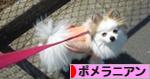 にほんブログ村 犬ブログ ポメラニアンへ