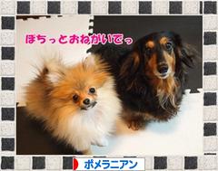にほんブログ村 犬ブログ ポメラニアンへ