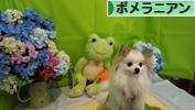 にほんブログ村 犬ブログ ポメラニアンへ