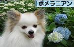 にほんブログ村 犬ブログ ポメラニアンへ
