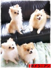 にほんブログ村 犬ブログ ポメラニアンへ