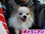にほんブログ村 犬ブログ ポメラニアンへ