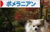 にほんブログ村 犬ブログ ポメラニアンへ