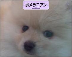 にほんブログ村 犬ブログ ポメラニアンへ