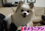 にほんブログ村 犬ブログ ポメラニアンへ
