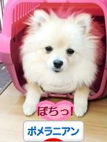 にほんブログ村 犬ブログ ポメラニアンへ