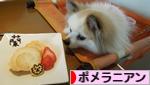 にほんブログ村 犬ブログ ポメラニアンへ