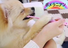 にほんブログ村 犬ブログ ポメラニアンへ