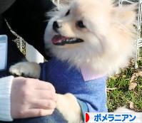 にほんブログ村 犬ブログ ポメラニアンへ