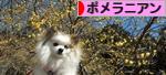 にほんブログ村 犬ブログ ポメラニアンへ