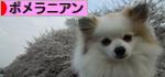 にほんブログ村 犬ブログ ポメラニアンへ
