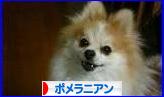 にほんブログ村 犬ブログ ポメラニアンへ
