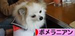 にほんブログ村 犬ブログ ポメラニアンへ