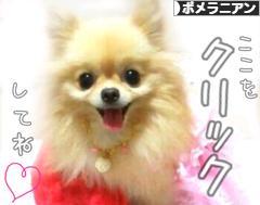 にほんブログ村 犬ブログ ポメラニアンへ