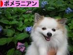 にほんブログ村 犬ブログ ポメラニアンへ