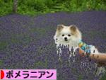 にほんブログ村 犬ブログ ポメラニアンへ