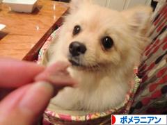 にほんブログ村 犬ブログ ポメラニアンへ