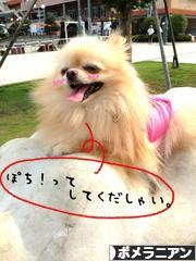 にほんブログ村 犬ブログ ポメラニアンへ