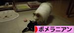 にほんブログ村 犬ブログ ポメラニアンへ