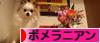 にほんブログ村 犬ブログ ポメラニアンへ